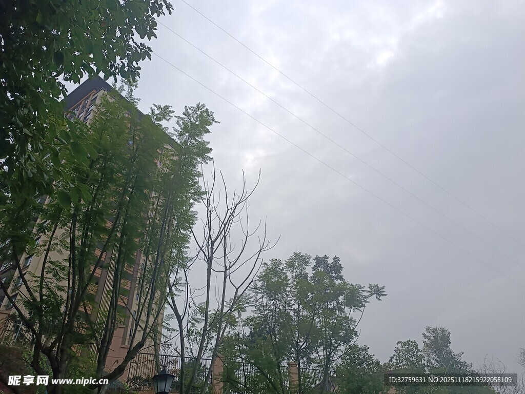 阴天中的树木与建筑物