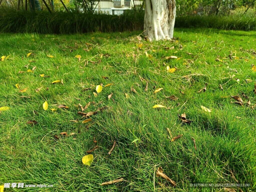 草地旁的树木与散落黄叶