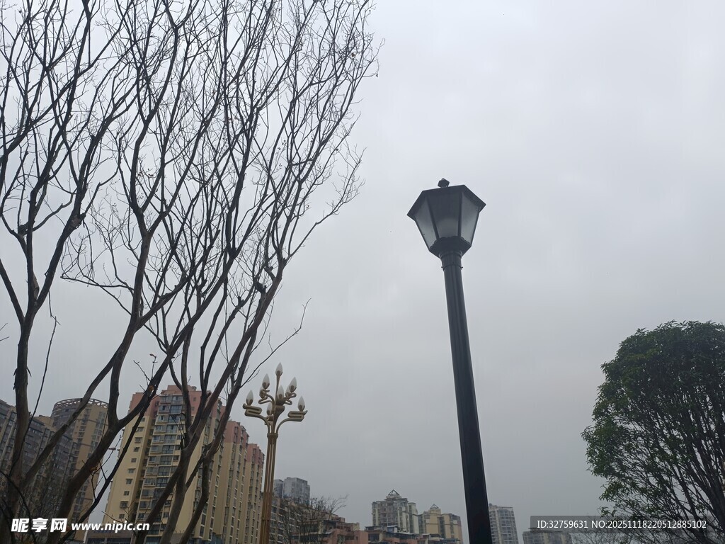 冬日路旁光秃树木与路灯