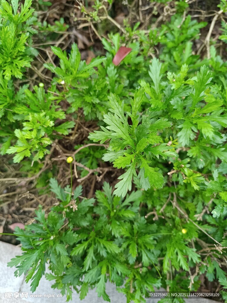 翠绿繁茂的地面绿植