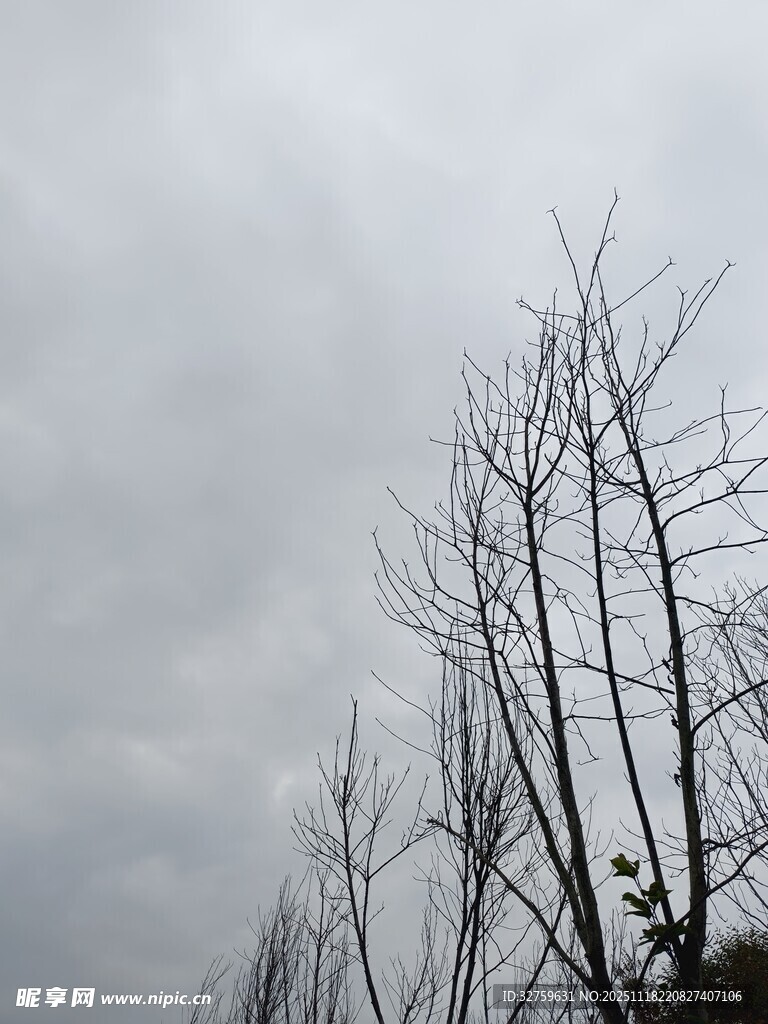 阴天枯树景象