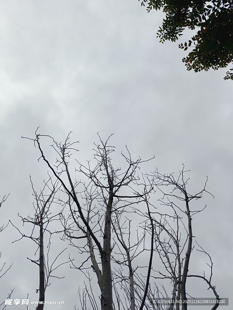 枯树挺立在灰白天空下