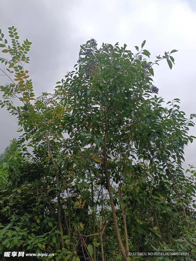 茂密树林中的绿意景致