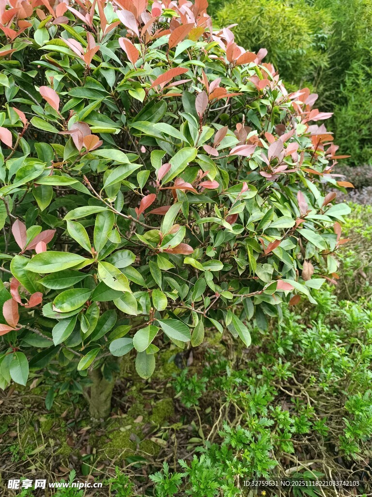色彩斑斓的灌木植物景观