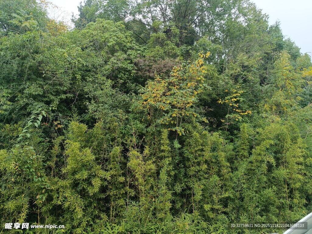 茂密葱郁的绿色树林景观