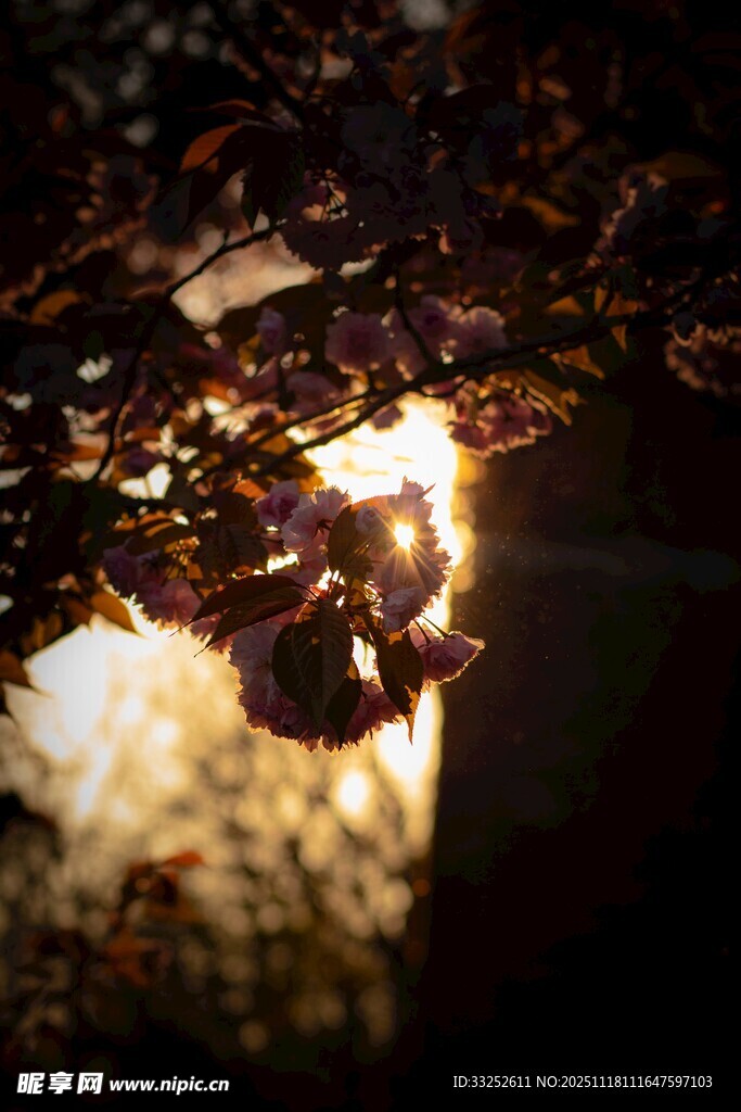 阳光透过树叶的斑驳光影