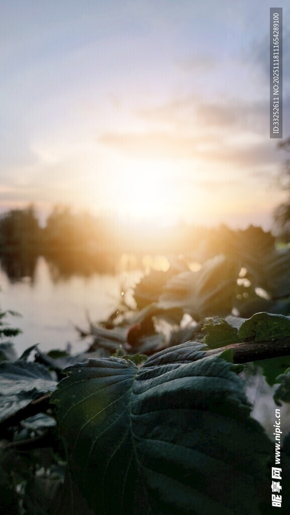 湖畔晨光中的绿植美景