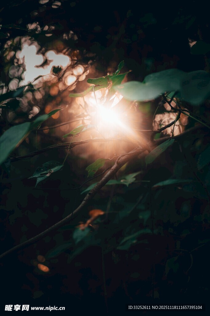 林间光影下的神秘景象