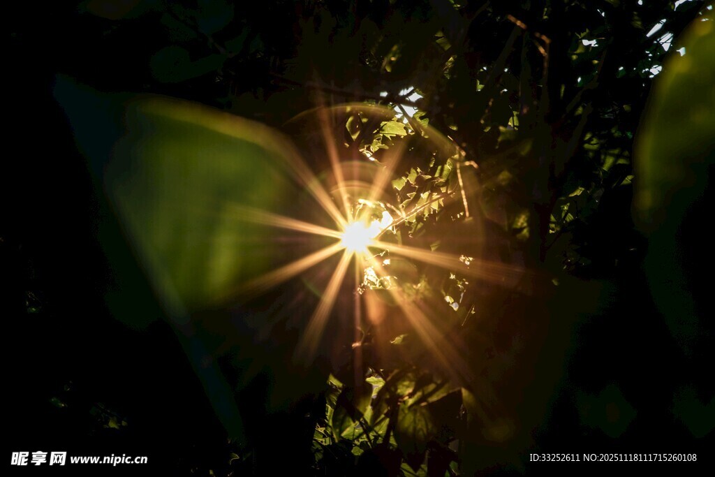 林间闪耀的阳光光芒