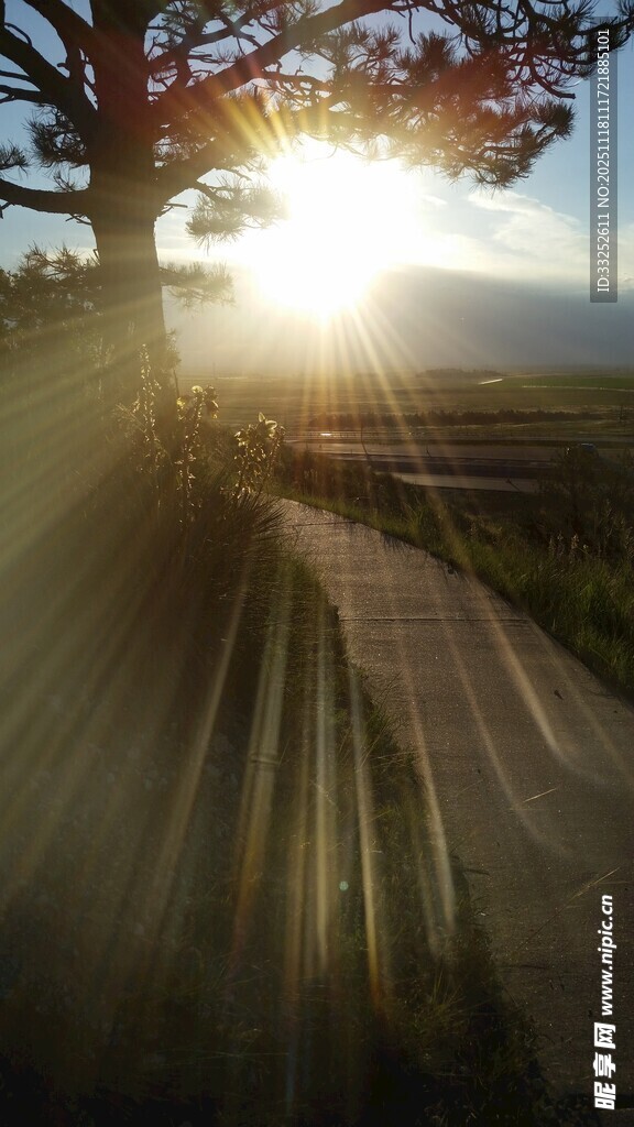 夕阳下的林间光影小道