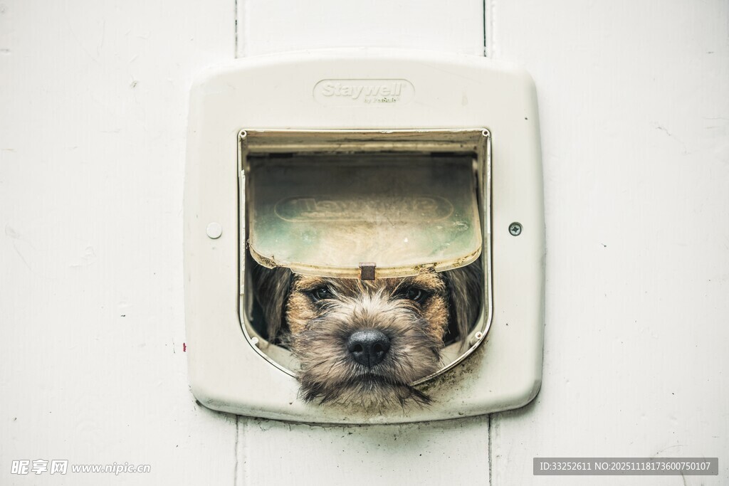 小狗从宠物门洞探出脑袋