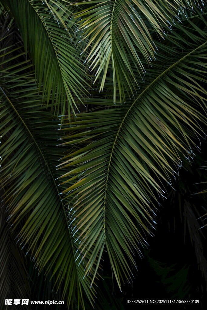 仰视下的翠绿棕榈叶
