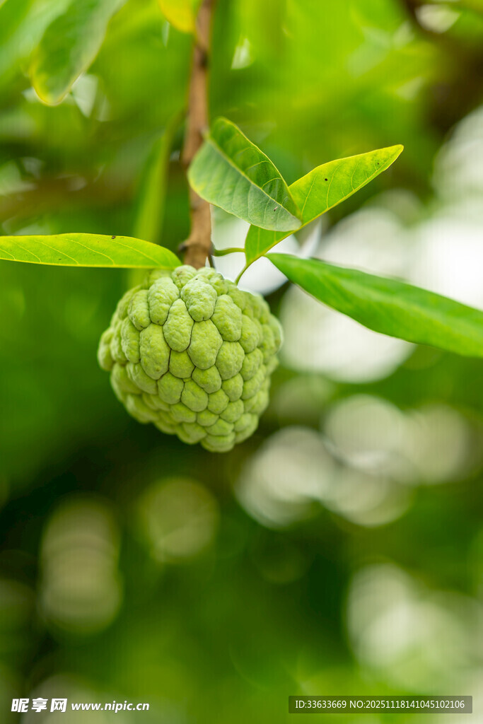 挂在枝头的绿色释迦果