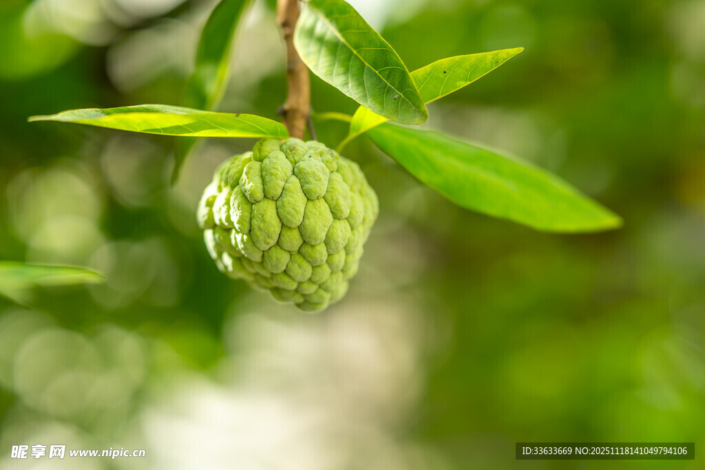 挂在枝头的绿色释迦果
