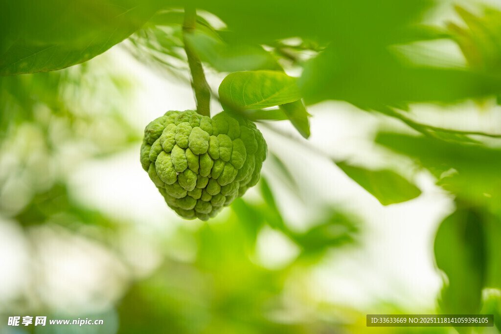 挂在枝头的释迦果