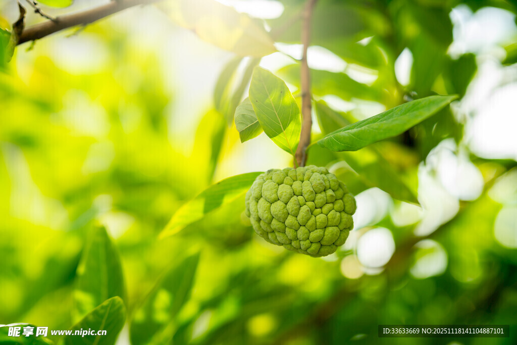 枝头挂着的绿色释迦果