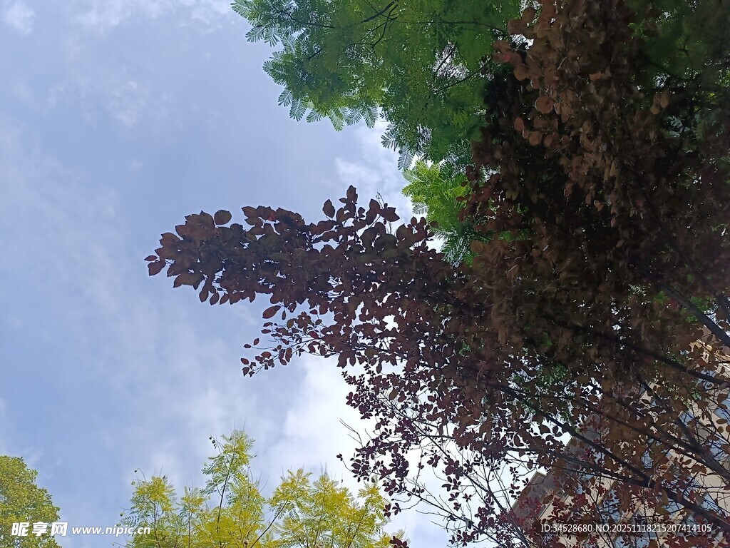 仰视多彩树木与蓝天