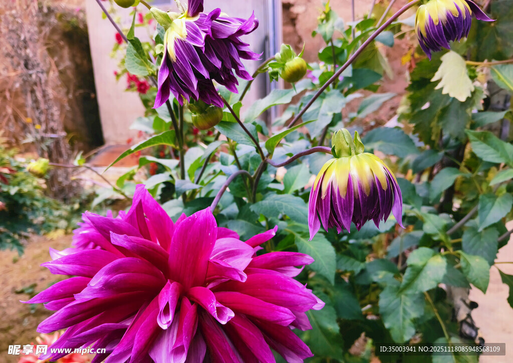 艳丽多彩大丽花绽放