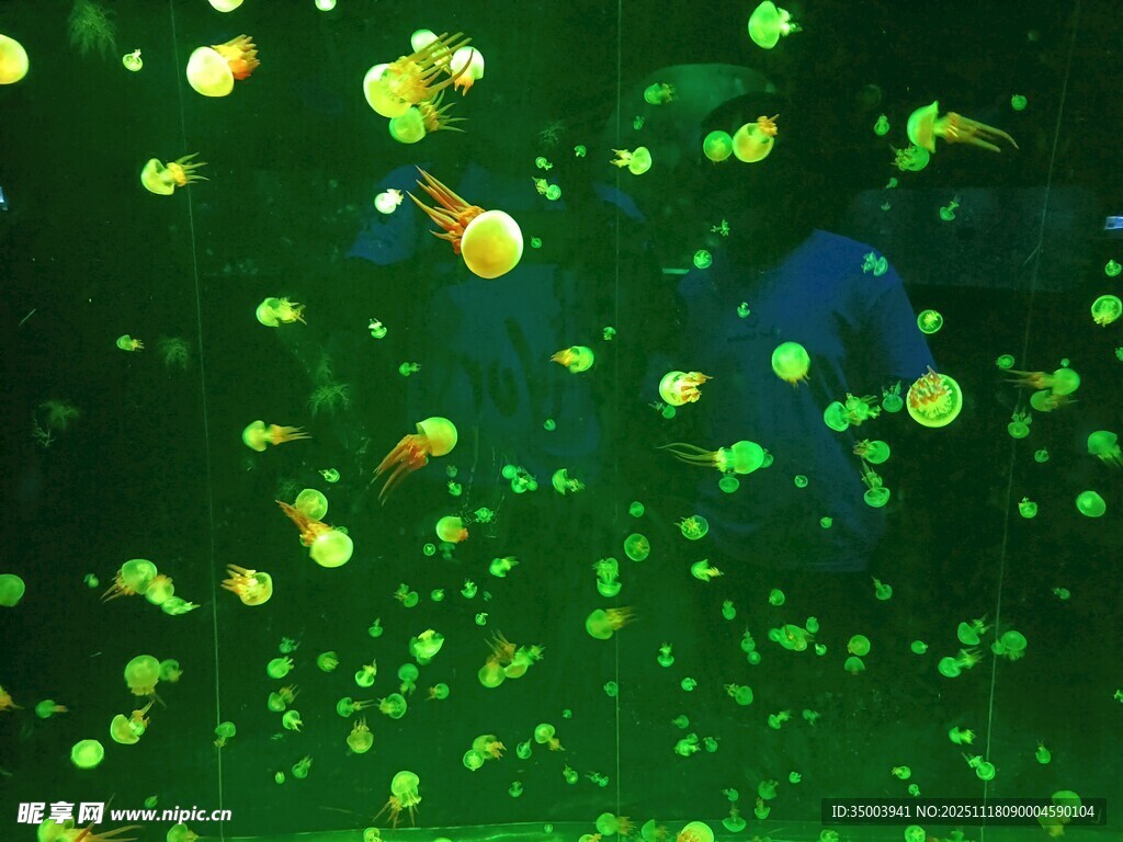 梦幻绿海中游动的水母