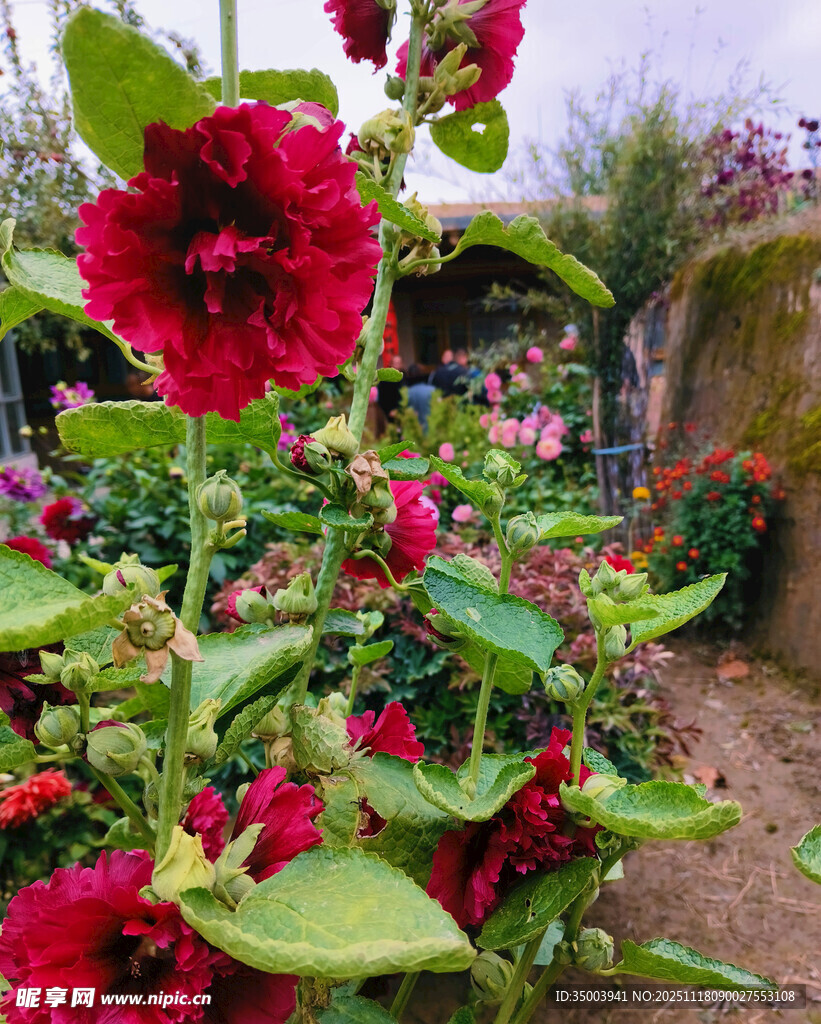 花园中绽放的艳丽红花朵蜀葵