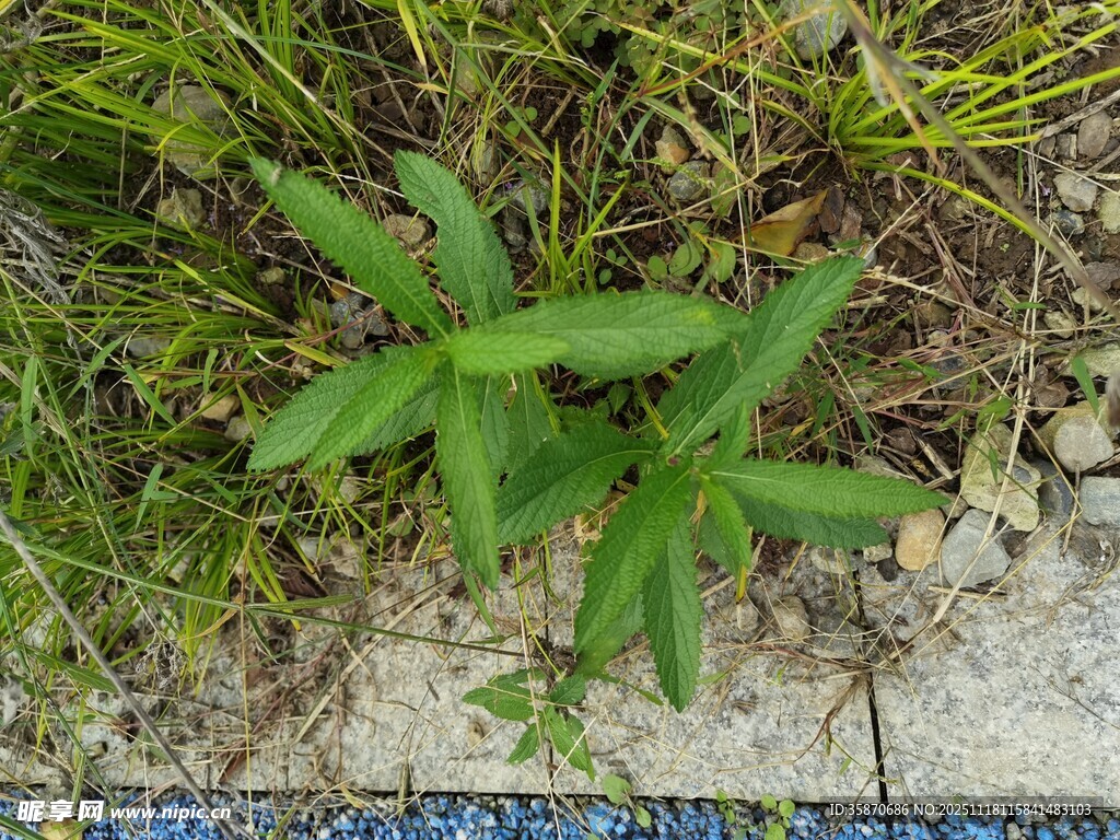 野外绿色植物特写