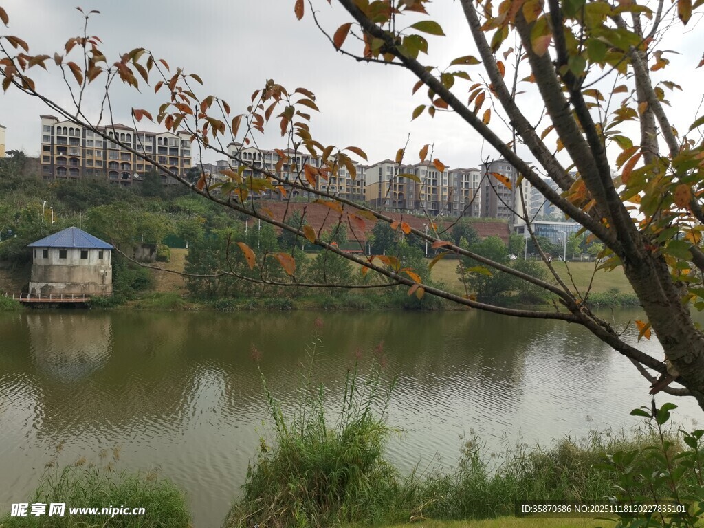 湖畔风景树影与建筑相映