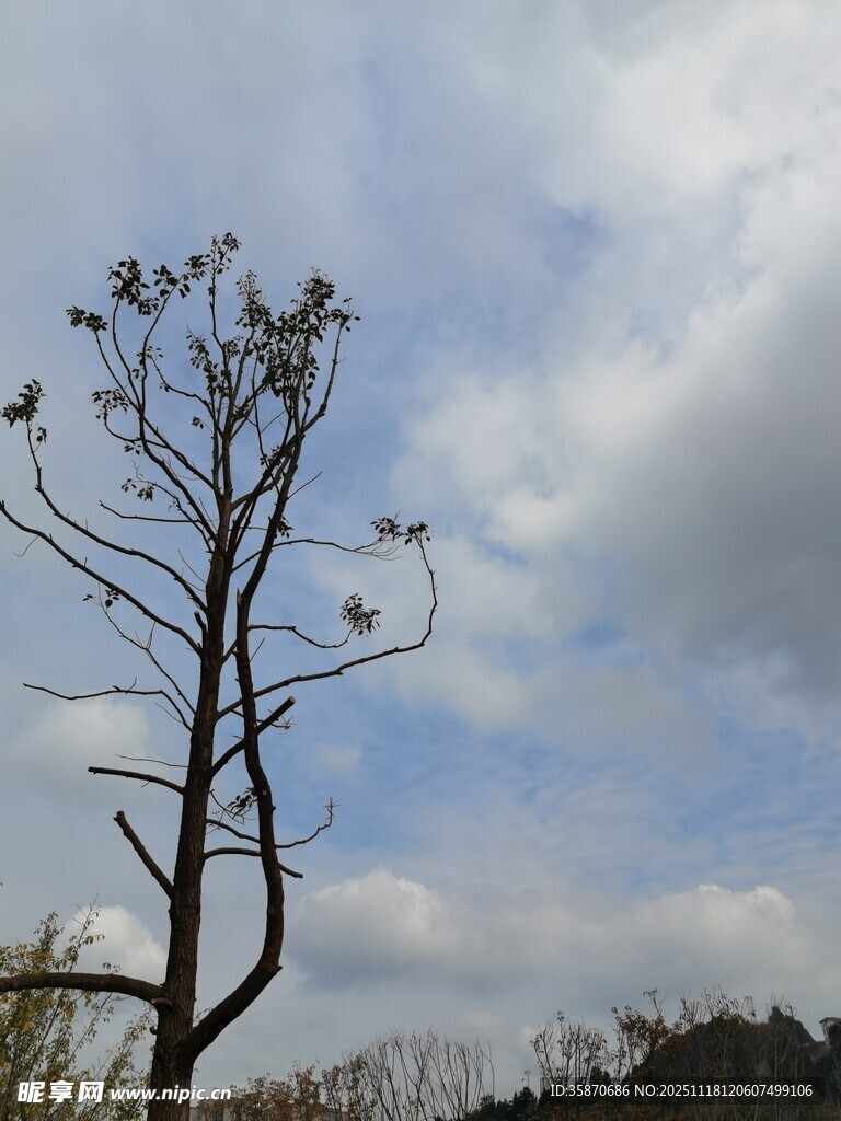 枯树立于蓝天白云之下