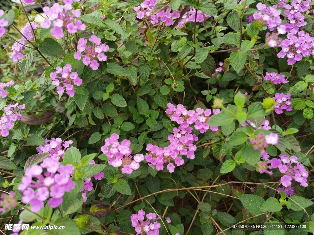 盛开的紫色小花