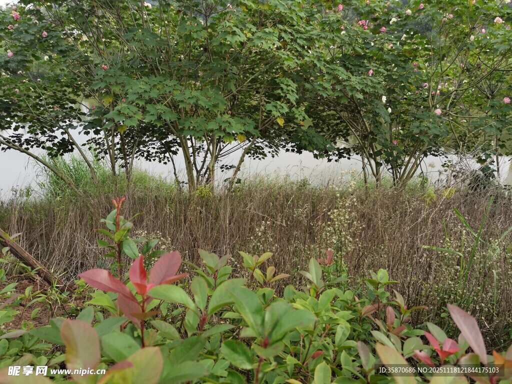 湿地植物景观
