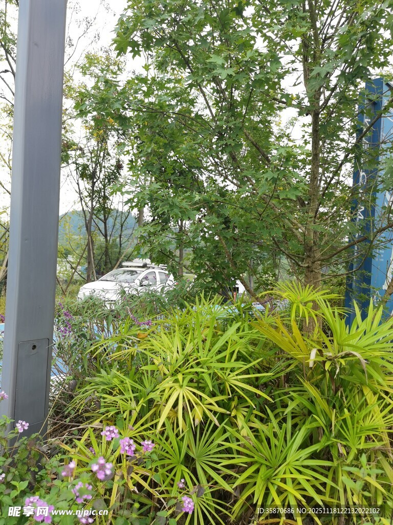 户外绿植景观一角