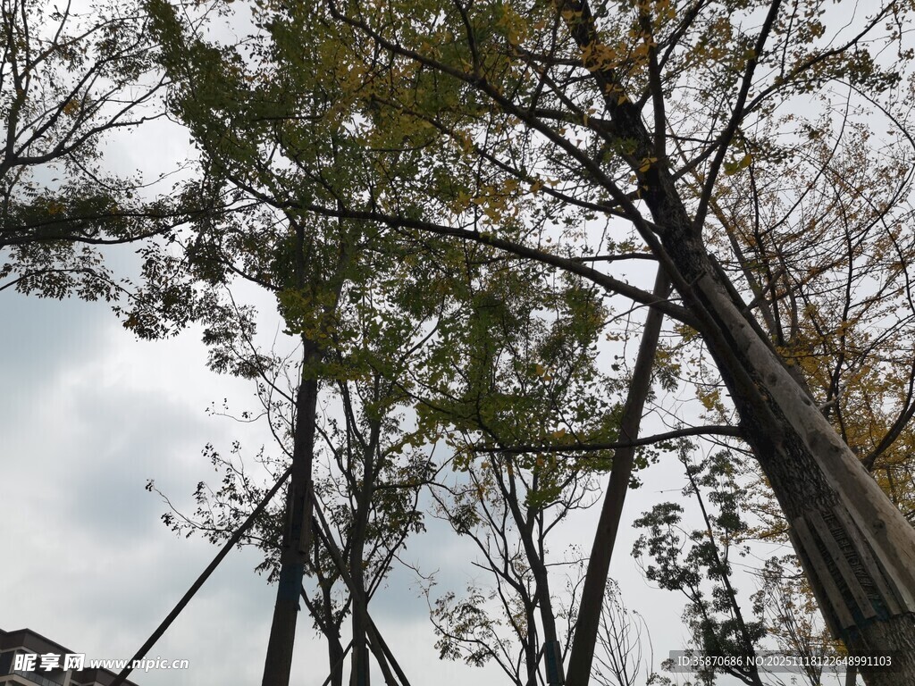 林间树木与天空景象