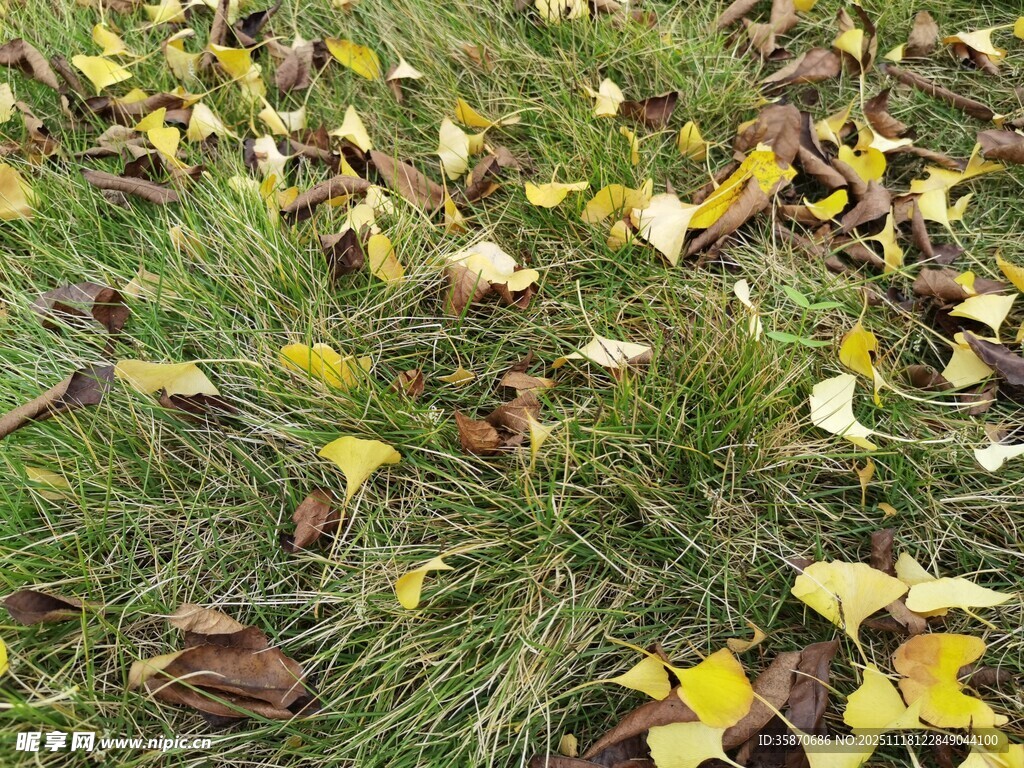 秋日草地银杏落叶美景