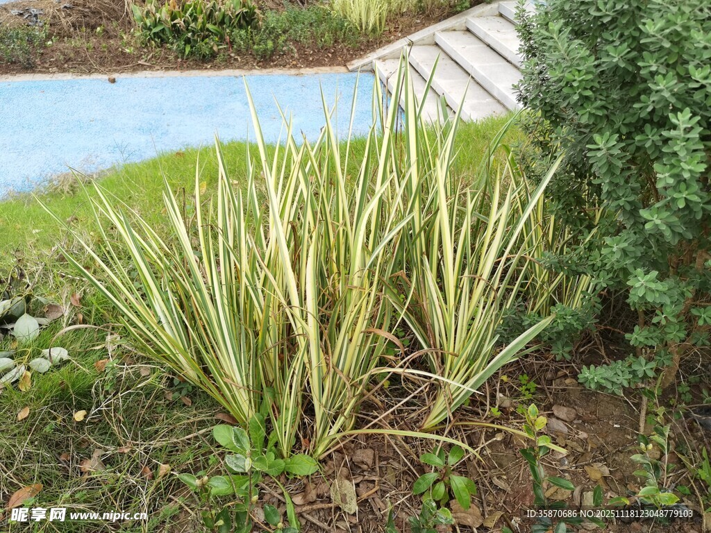 金边麦冬植物景观