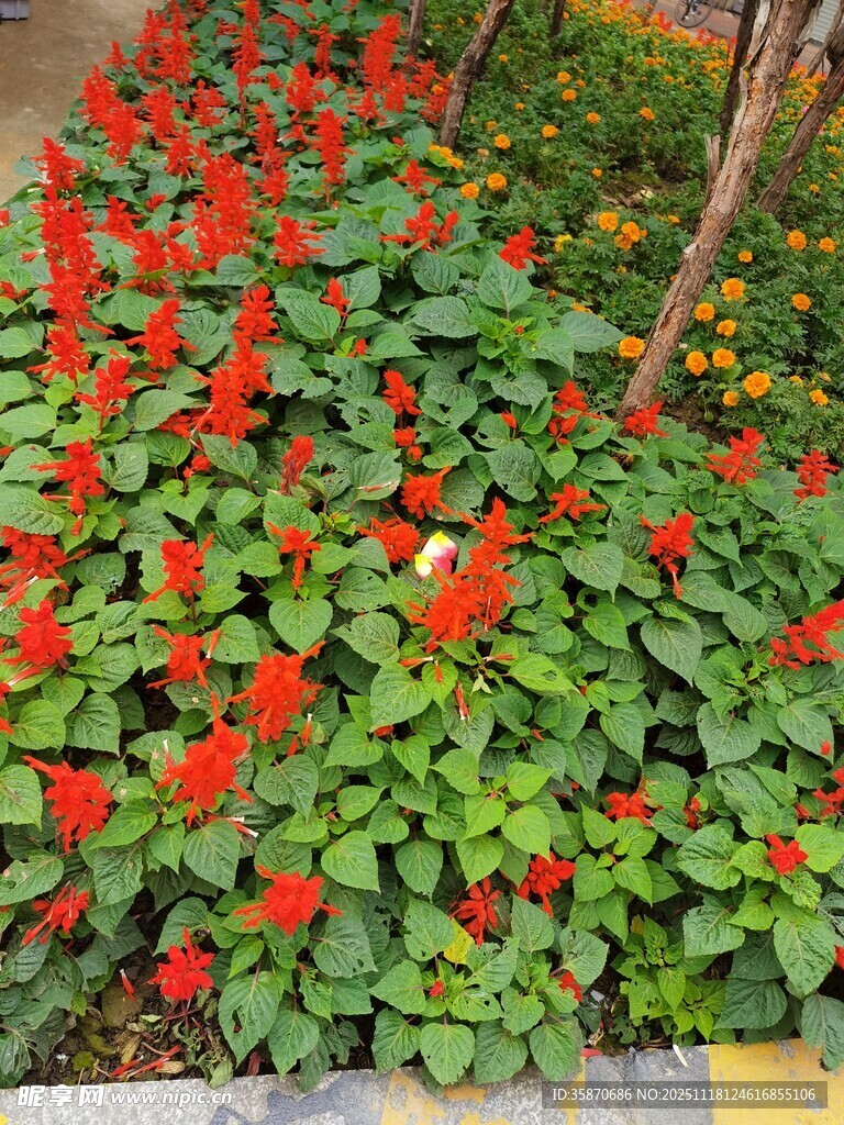 鲜艳串串红绽放绿意间