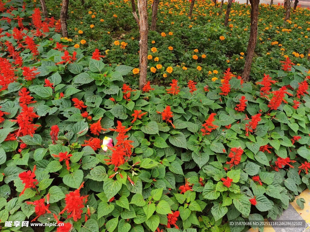 鲜艳串串红绽放绿意间