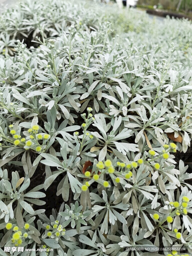 银叶植物特写