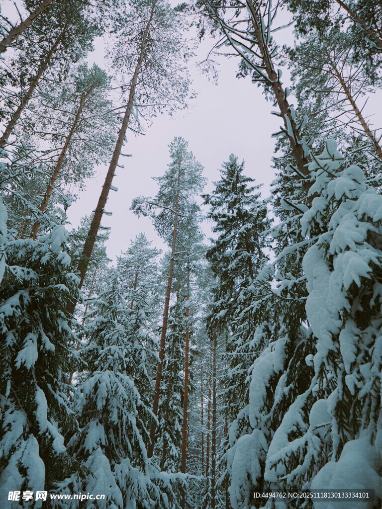 雪覆森林树木挺拔