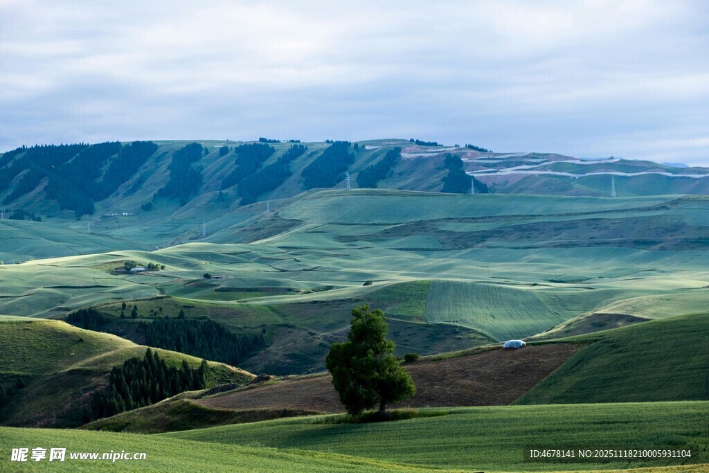 草原山丘间的孤独树木