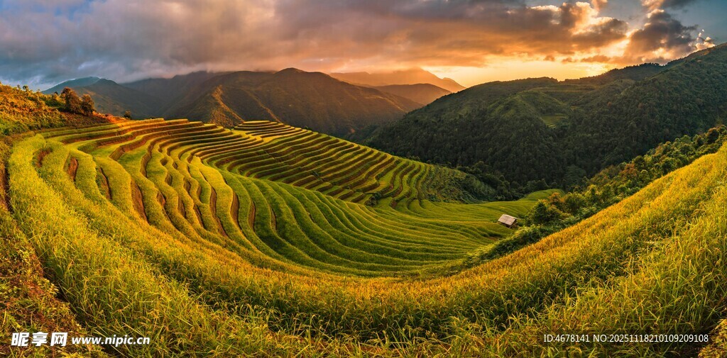 金色梯田映晚霞