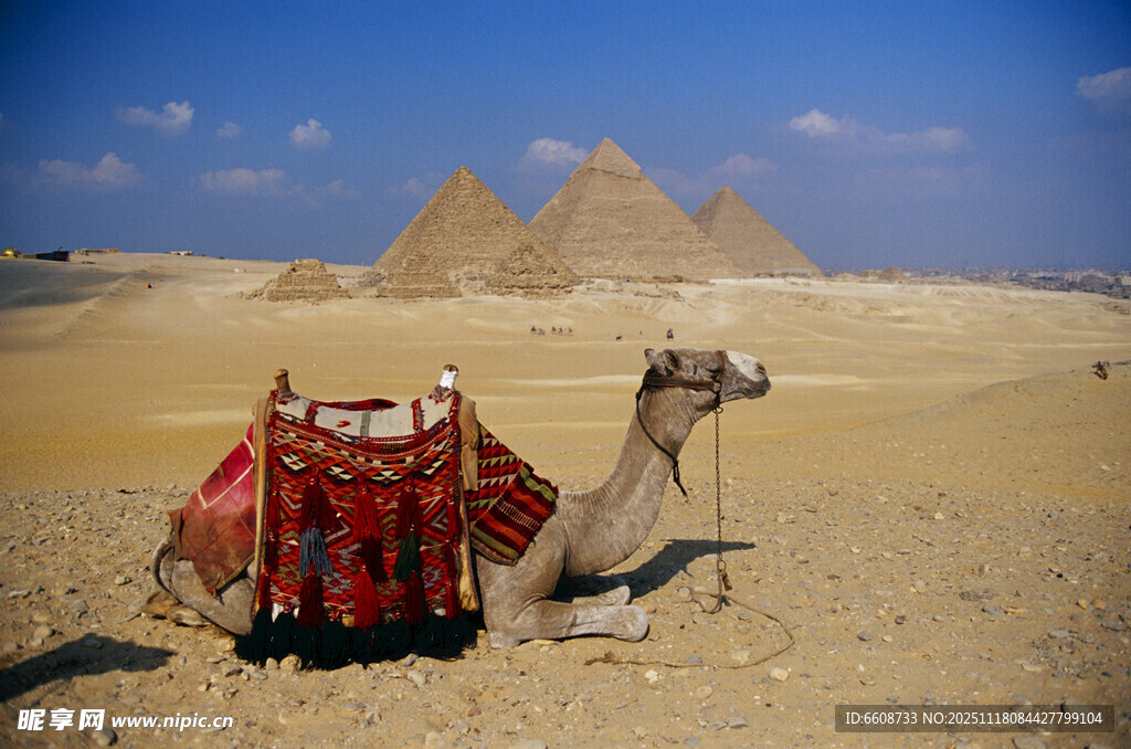 沙漠中骆驼与古老金字塔