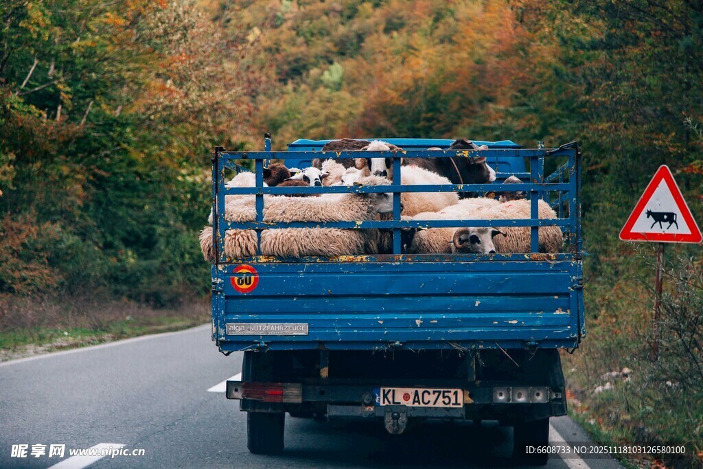 货车载羊行驶在秋日公路