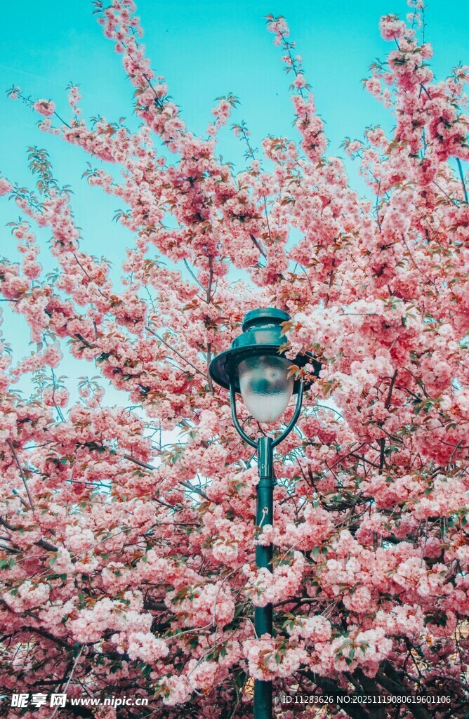樱花树下的复古路灯