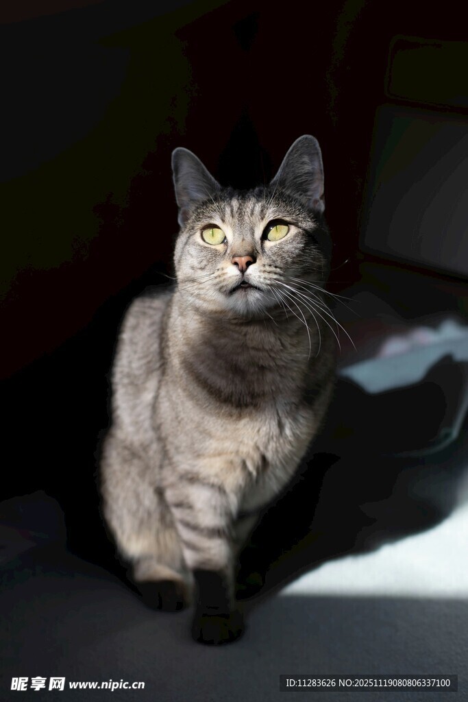 优雅猫咪静坐于光影间