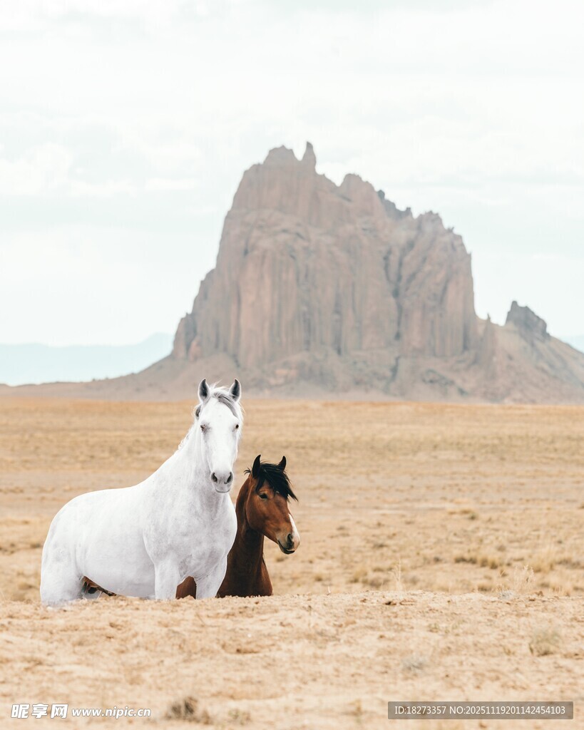 沙漠中休憩的两匹马