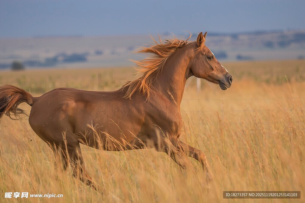 草原骏马奔腾