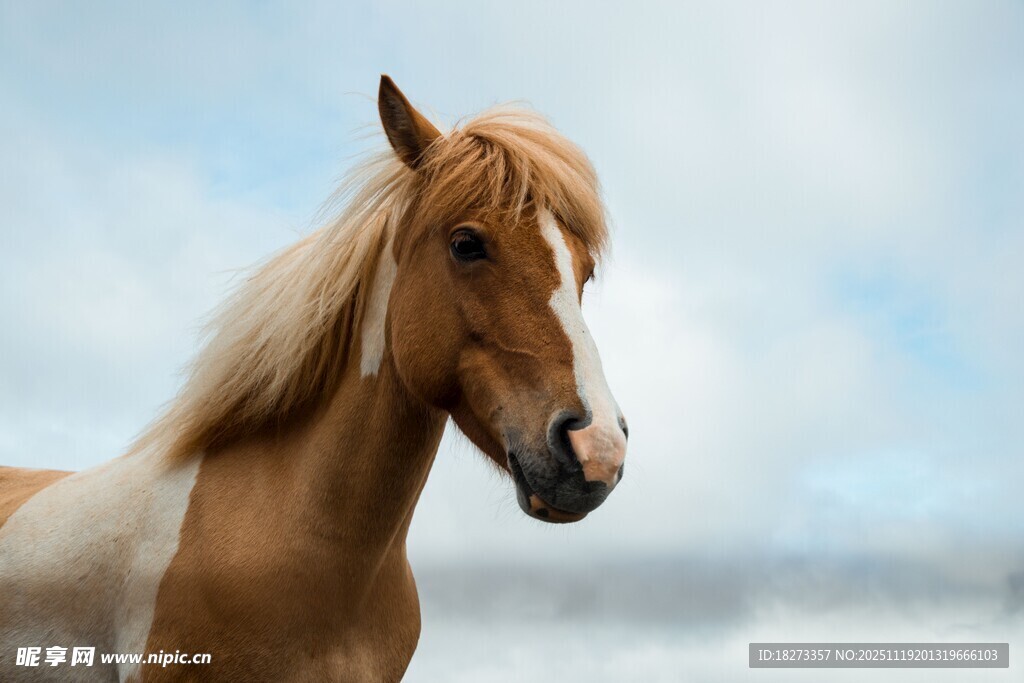 阳光下的俊美棕马