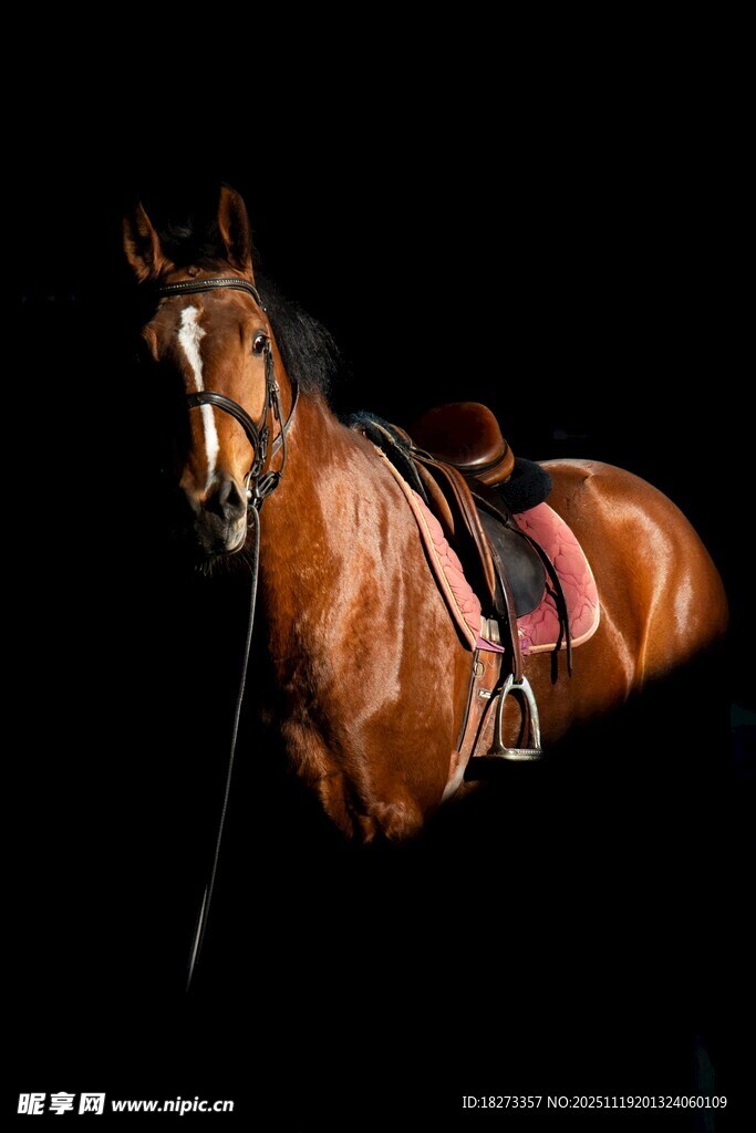 棕色骏马配鞍具