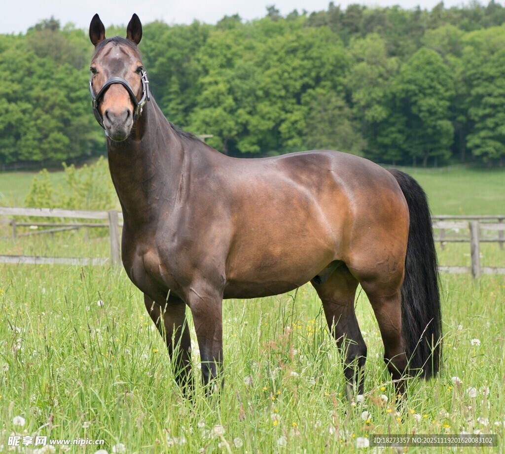 草原上的健壮骏马