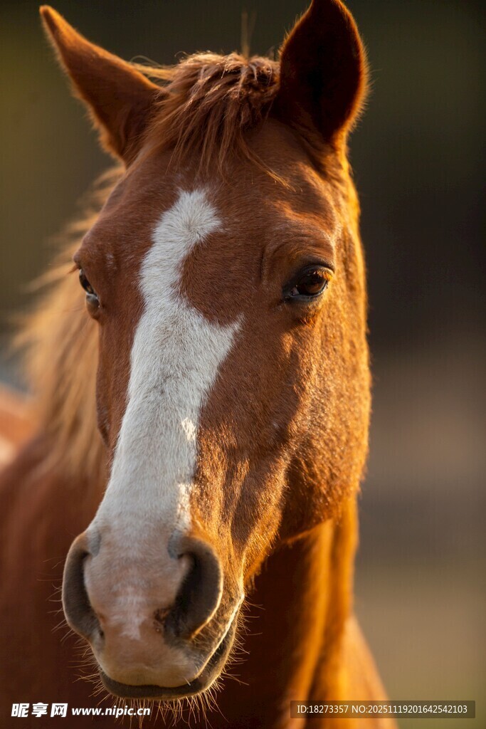 棕白马匹特写