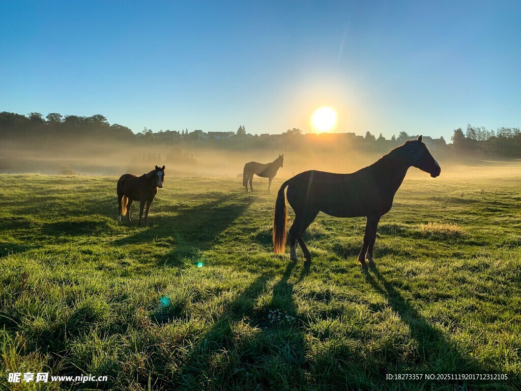 草原晨光中骏马悠然漫步